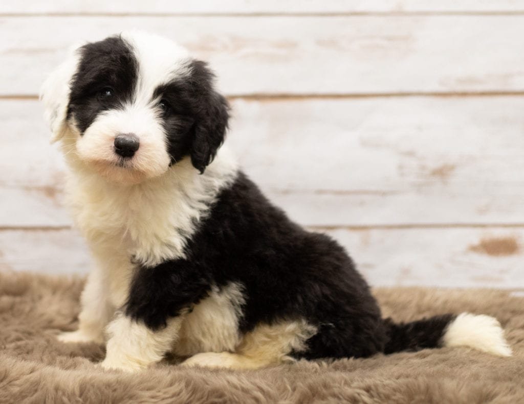 Sheepadoodle Pictures